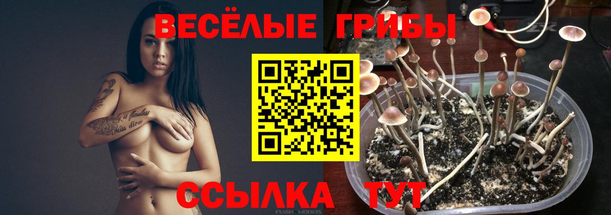 Сафоново  Псилоцибиновые грибы GOLDEN TEACHER  Вход с VPN  Псилоцибиновые грибы Cubensis 